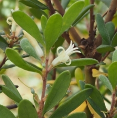 Persoonia subvelutina at Cotter River, ACT - 29 Feb 2016 11:06 AM