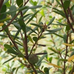 Persoonia subvelutina at Cotter River, ACT - 29 Feb 2016 11:06 AM