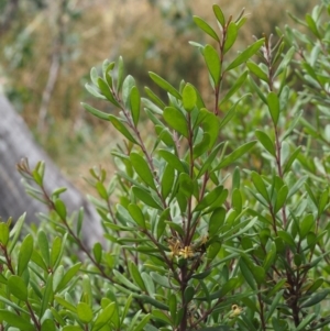 Persoonia subvelutina at Cotter River, ACT - 29 Feb 2016