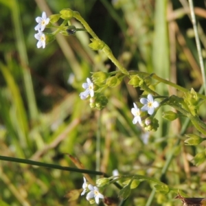 Myosotis laxa subsp. caespitosa at Greenway, ACT - 28 Dec 2015