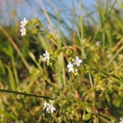 Myosotis laxa subsp. caespitosa at Greenway, ACT - 28 Dec 2015