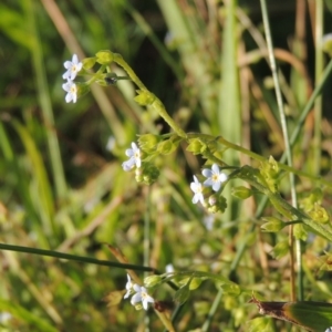 Myosotis laxa subsp. caespitosa at Greenway, ACT - 28 Dec 2015