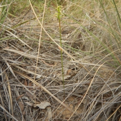 Corunastylis cornuta (Horned Midge Orchid) at Canberra Central, ACT - 9 Mar 2016 by MichaelMulvaney