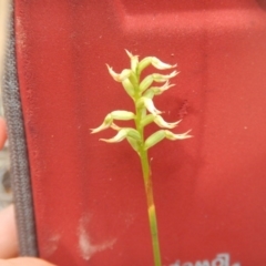 Corunastylis cornuta at Point 3232 - 10 Mar 2016