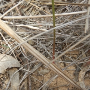 Corunastylis cornuta at Point 3232 - 10 Mar 2016