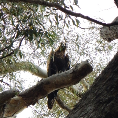 Aquila audax (Wedge-tailed Eagle) at Aranda Bushland - 9 Mar 2016 by CathB