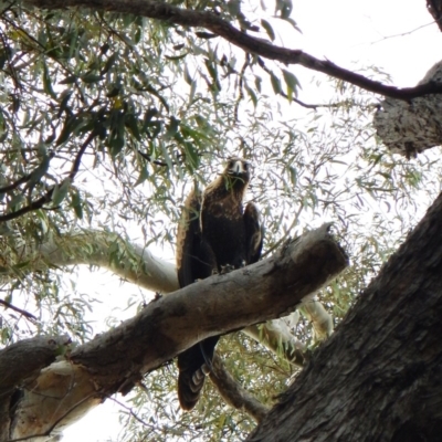 Aquila audax (Wedge-tailed Eagle) at Aranda, ACT - 10 Mar 2016 by CathB