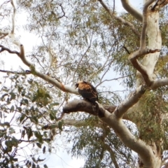 Aquila audax at Aranda, ACT - 10 Mar 2016 09:05 AM