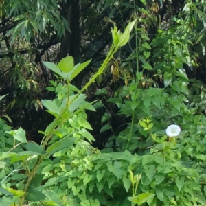 Calystegia silvatica at Molonglo River Reserve - 10 Mar 2016 10:06 AM