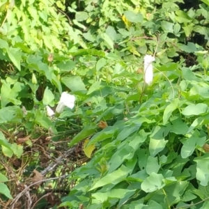 Calystegia silvatica at Molonglo River Reserve - 10 Mar 2016 10:06 AM