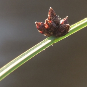 Schoenoplectus pungens at Greenway, ACT - 28 Dec 2015