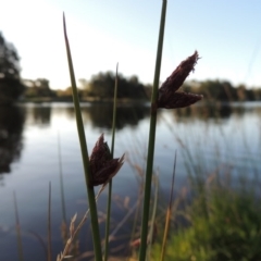 Schoenoplectus pungens (Common Three-Square) at Lake Tuggeranong - 28 Dec 2015 by michaelb