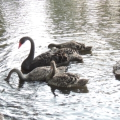 Cygnus atratus (Black Swan) at Lake Tuggeranong - 28 Dec 2015 by michaelb