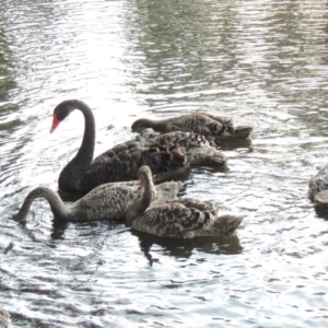 Cygnus atratus at Greenway, ACT - 28 Dec 2015