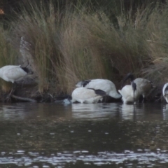 Threskiornis molucca (Australian White Ibis) at Greenway, ACT - 28 Dec 2015 by michaelb