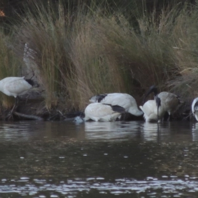 Threskiornis molucca (Australian White Ibis) at Greenway, ACT - 28 Dec 2015 by MichaelBedingfield