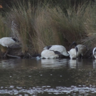 Threskiornis molucca (Australian White Ibis) at Greenway, ACT - 28 Dec 2015 by michaelb