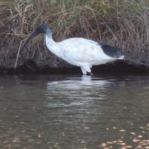 Threskiornis molucca at Greenway, ACT - 28 Dec 2015