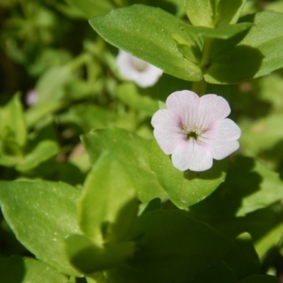 Gratiola peruviana (Australian Brooklime) at Paddys River, ACT - 9 Mar 2016 by MichaelMulvaney