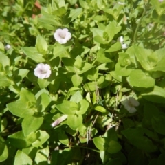 Gratiola peruviana at Paddys River, ACT - 9 Mar 2016