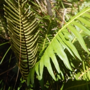 Blechnum nudum at Paddys River, ACT - 9 Mar 2016