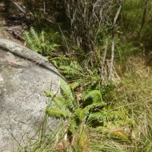 Blechnum nudum at Paddys River, ACT - 9 Mar 2016