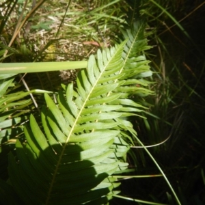 Blechnum nudum at Paddys River, ACT - 9 Mar 2016