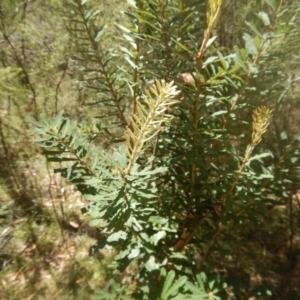 Banksia marginata at Paddys River, ACT - 9 Mar 2016 12:57 PM