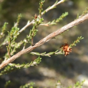 Micromyrtus ciliata at Paddys River, ACT - 9 Mar 2016