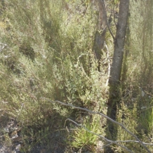 Micromyrtus ciliata at Paddys River, ACT - 9 Mar 2016