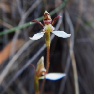 Eriochilus cucullatus at Aranda, ACT - 9 Mar 2016