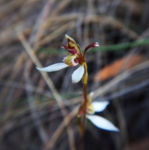 Eriochilus cucullatus at Aranda, ACT - 9 Mar 2016