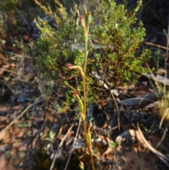 Speculantha rubescens (Blushing Tiny Greenhood) at Aranda, ACT - 7 Mar 2016 by CathB