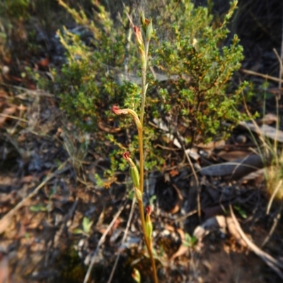 Speculantha rubescens (Blushing Tiny Greenhood) at Aranda, ACT - 7 Mar 2016 by CathB