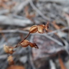 Caleana minor (Small Duck Orchid) at Aranda Bushland - 9 Mar 2016 by CathB