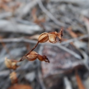 Caleana minor at Aranda, ACT - 10 Mar 2016