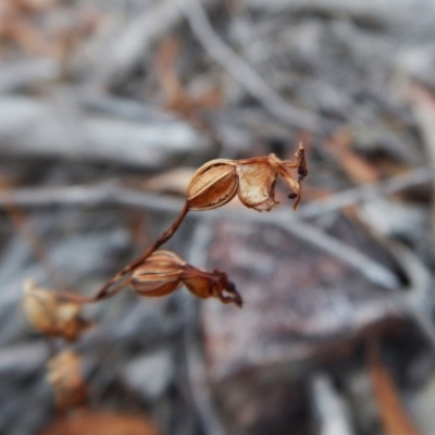 Caleana minor (Small Duck Orchid) at Aranda, ACT - 10 Mar 2016 by CathB