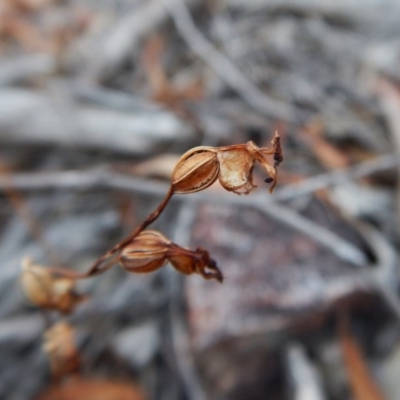 Caleana minor (Small Duck Orchid) at Aranda Bushland - 9 Mar 2016 by CathB