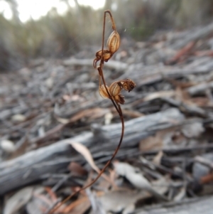 Caleana minor at Aranda, ACT - 10 Mar 2016