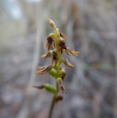 Corunastylis clivicola (Rufous midge orchid) at Aranda, ACT - 10 Mar 2016 by CathB