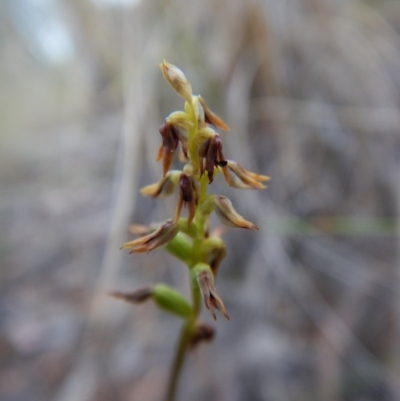 Corunastylis clivicola (Rufous midge orchid) at Aranda Bushland - 9 Mar 2016 by CathB