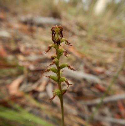 Corunastylis clivicola (Rufous midge orchid) at Belconnen, ACT - 9 Mar 2016 by CathB