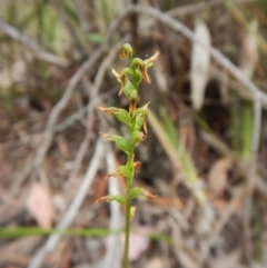 Corunastylis clivicola at Belconnen, ACT - 10 Mar 2016