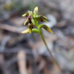 Corunastylis clivicola (Rufous midge orchid) at Aranda, ACT - 8 Mar 2016 by CathB