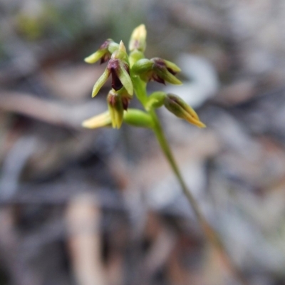 Corunastylis clivicola (Rufous midge orchid) at Aranda, ACT - 8 Mar 2016 by CathB