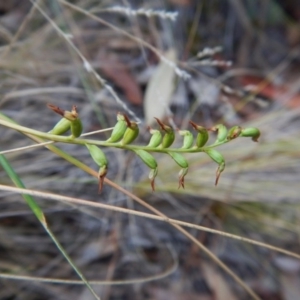 Corunastylis clivicola at Aranda, ACT - suppressed