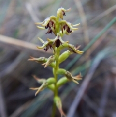 Corunastylis clivicola (Rufous midge orchid) at Aranda, ACT - 8 Mar 2016 by CathB