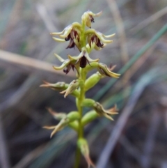 Corunastylis clivicola (Rufous midge orchid) at Aranda, ACT - 9 Mar 2016 by CathB