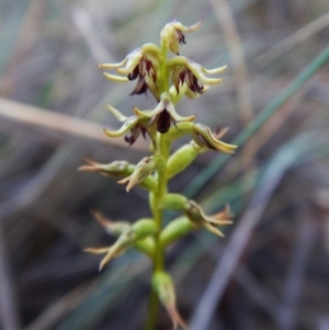 Corunastylis clivicola at Aranda, ACT - suppressed