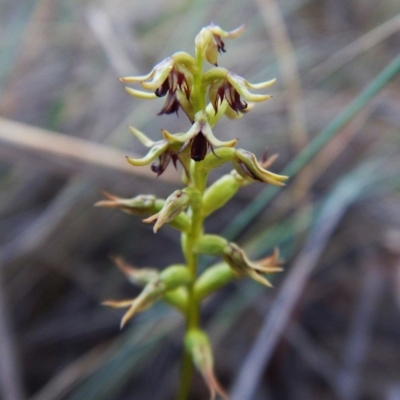 Corunastylis clivicola (Rufous midge orchid) at Aranda, ACT - 8 Mar 2016 by CathB